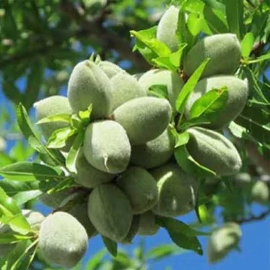 نهال بادام مامایی