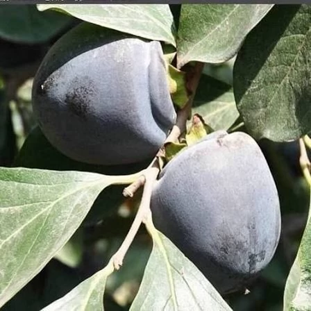 نهال خرمالو سیاه آذرنهال سبز