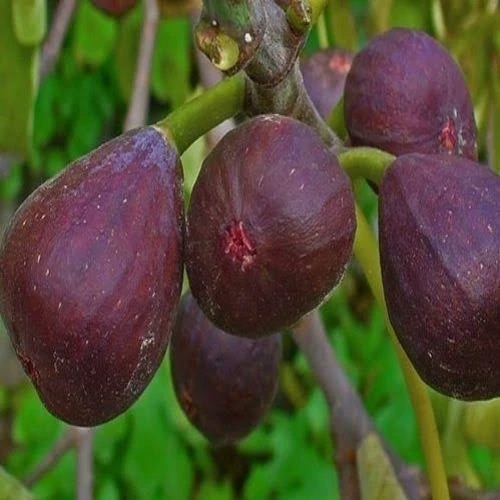 نهال شاه انجیر