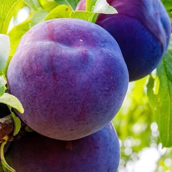 نهال الو شابلون آذرنهال سبز