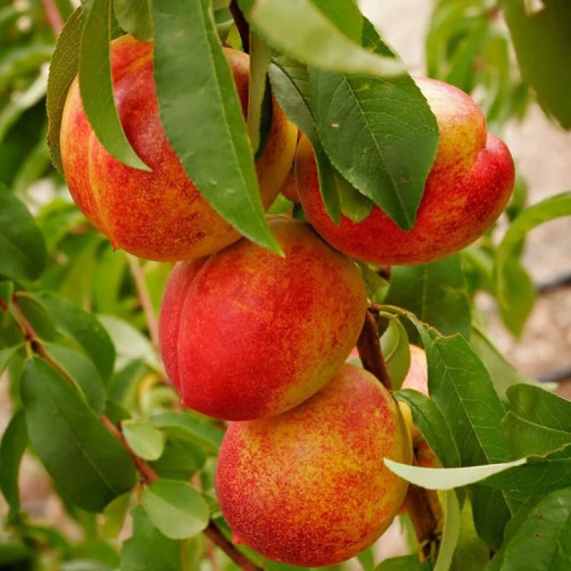 نهال شلیل سایز بزرگ بن دار
