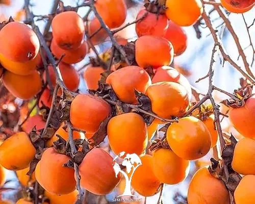 نهال خرمالو 4 ساله سایز بزرگ