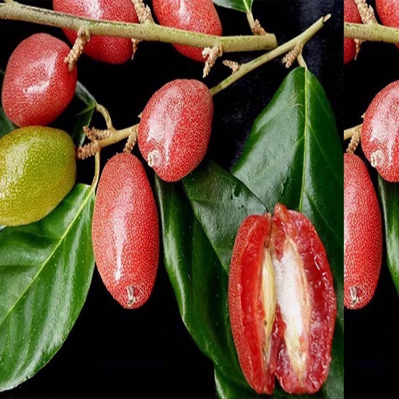 نهال سنجد ژاپنی