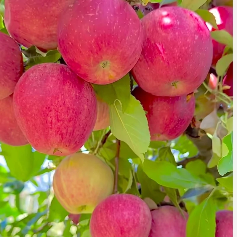 نهال سیب مراغه