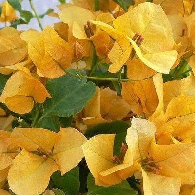 نهال گل کاغذی زرد