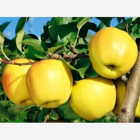 نهال سیب گلدن دلیشز (طلایی)