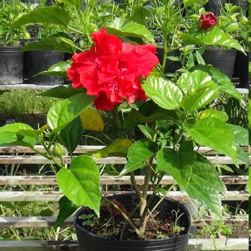 نهال ختمی چینی پرپر