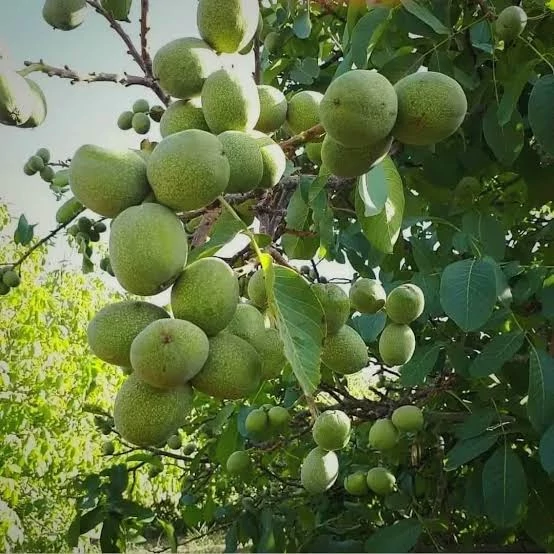 نهال گردو ژنوتیپ
