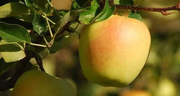 نهال سیب زرد فرانسه