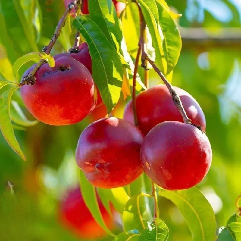 نهال شلیل رفعتی