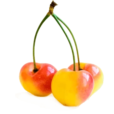نهال آلبالو زرد