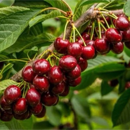 نهال البالو مجار آذرنهال سبز