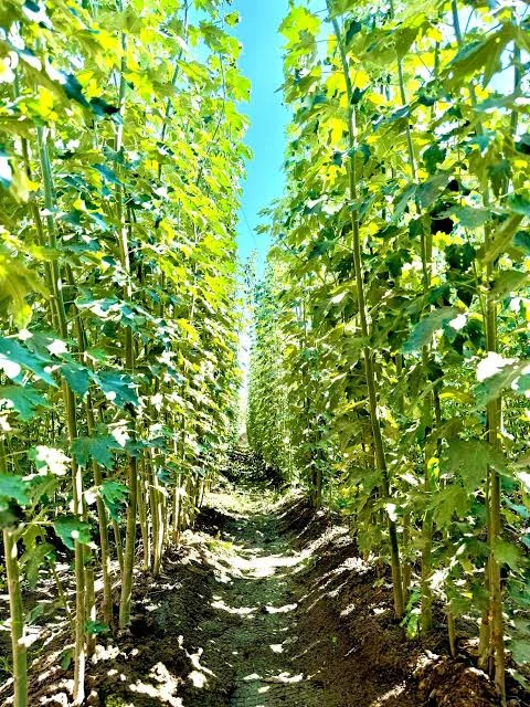 نهال صنوبر کبوده دسته طی