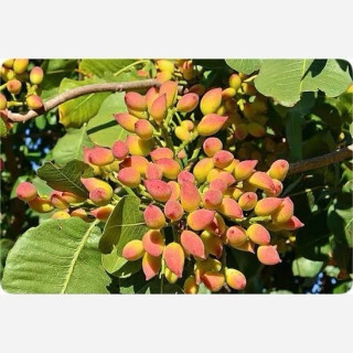 نهال پسته پیوندی بزرگ