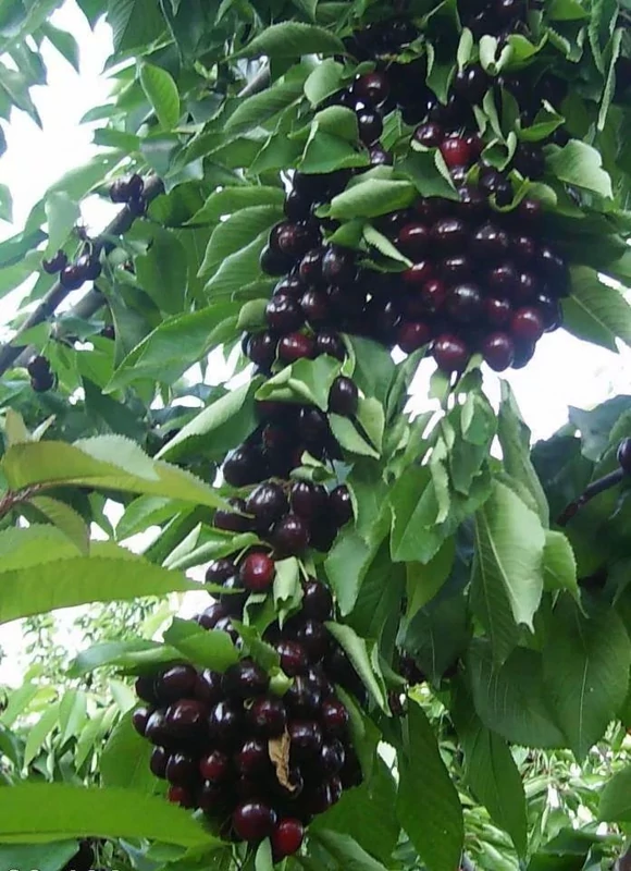 نهال آلبالو قجری