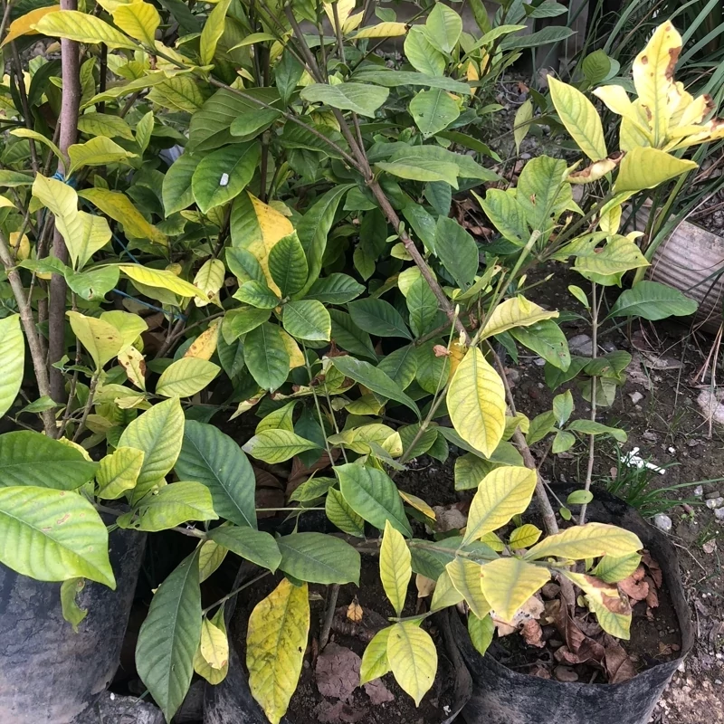 نهال گل گاردنیا جاینت