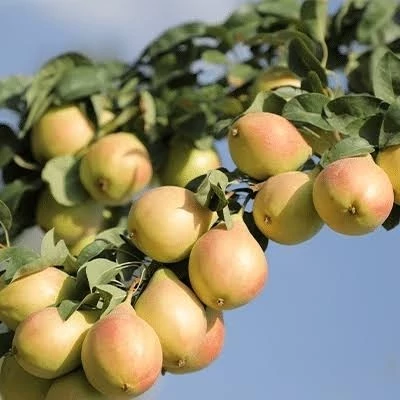 نهال گلابی