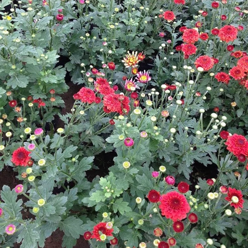 نهال گل داودی قرمز