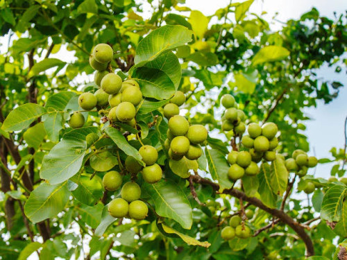 نهال گردو فرنور 5 ساله بزرگ