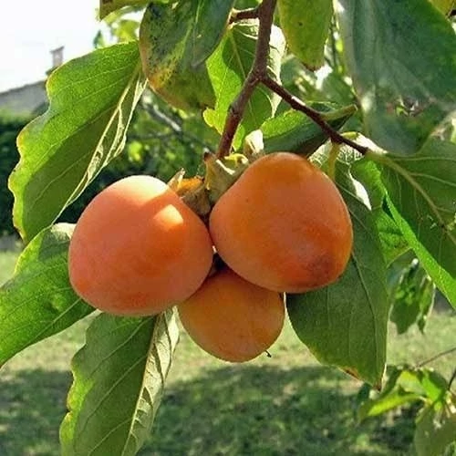 نهال خرمالو سیبی