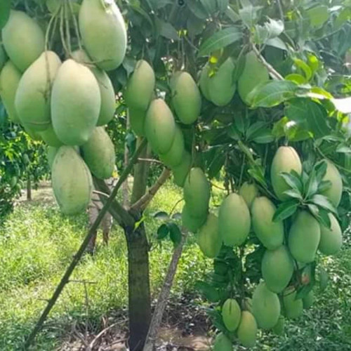 نهال انبه مصری پیوندی