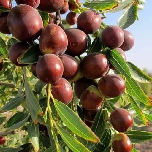 نهال عناب