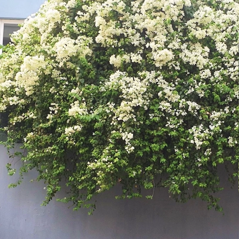 نهال گل کاغذی سفید