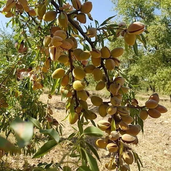نهال بادام تنو