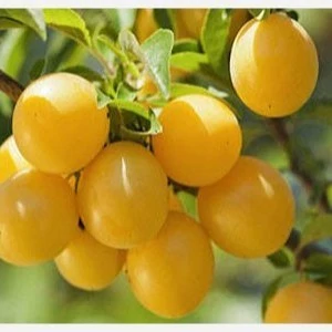 نهال الو قطره طلا اذرنهال سبز