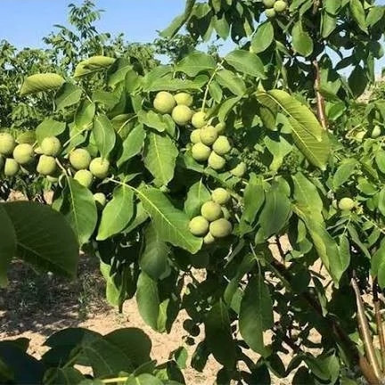 نهال گردو ژنوتیپ - افرا نهال