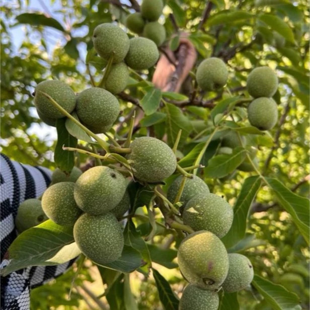 نهال گردو ژنوتیپ - افرا نهال