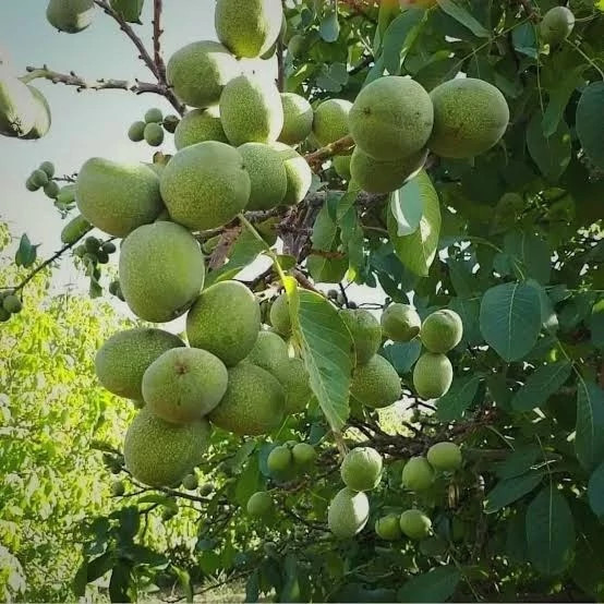 نهال گردو ژنوتیپ - افرا نهال