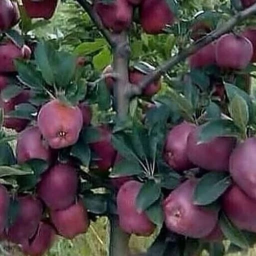 نهال سیب لبنانی - افرا نهال