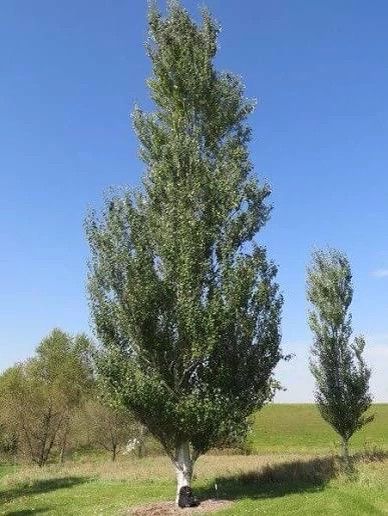 نهال صنوبر کبوده دسته انگشتی - افرا نهال