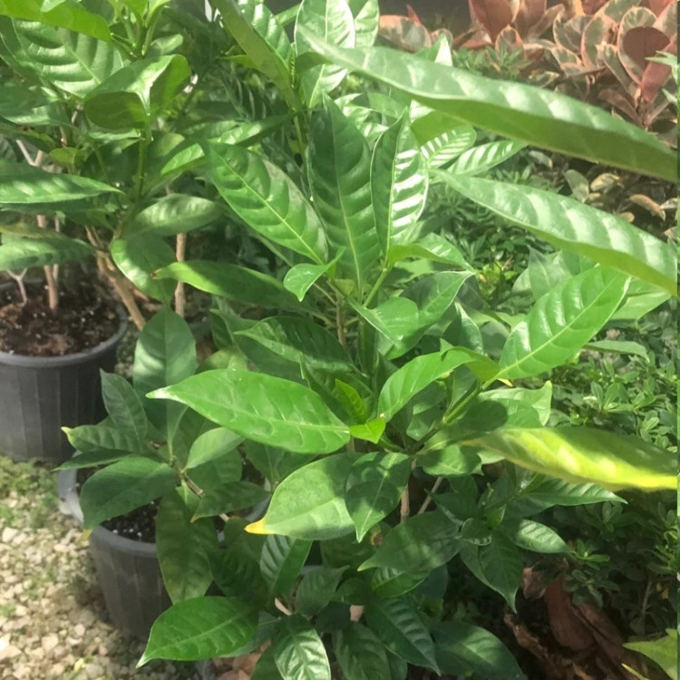 نهال یاس هندی معطر - افرا نهال