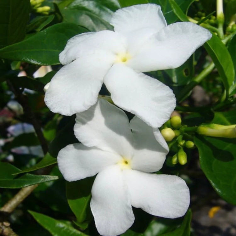 نهال یاس هندی معطر - افرا نهال