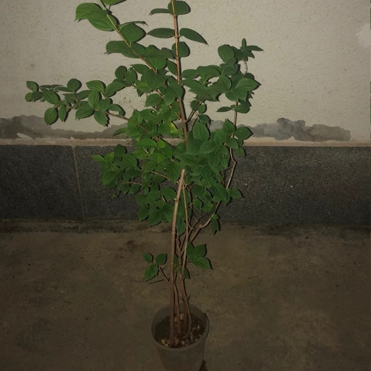نهال یاس درختی - افرا نهال