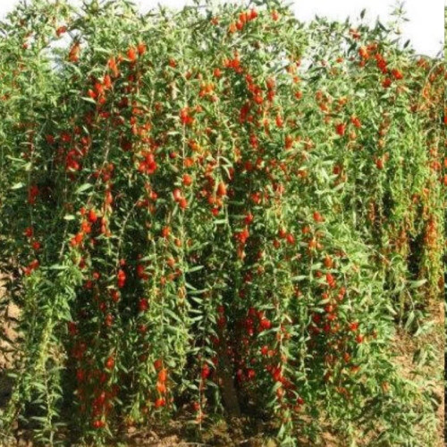 نهال گوجی بری چینی - افرا نهال