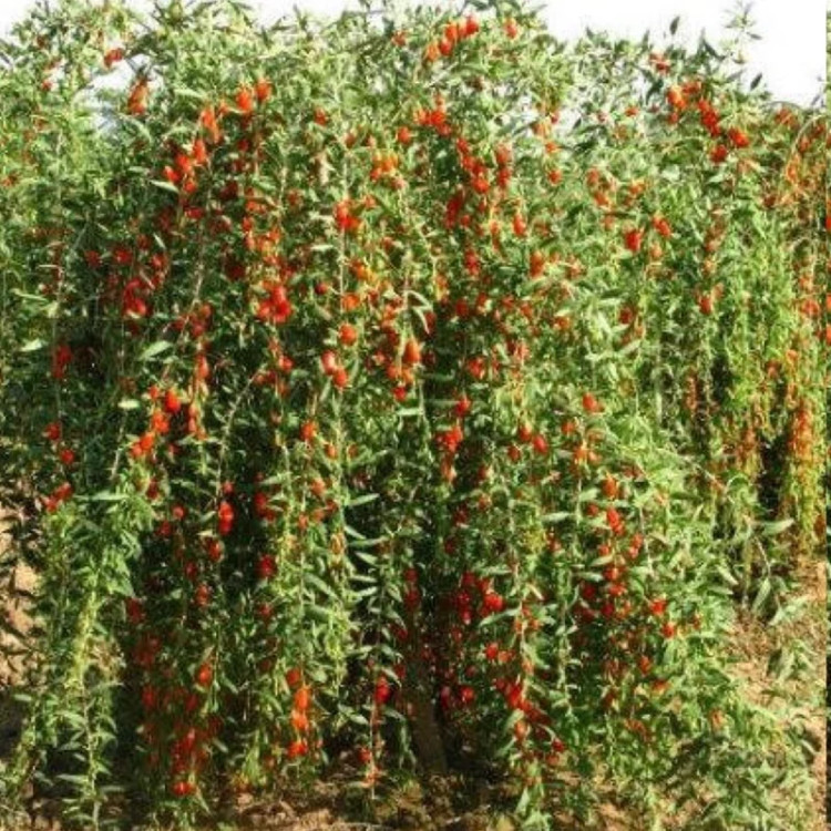 نهال گوجی بری چینی - افرا نهال