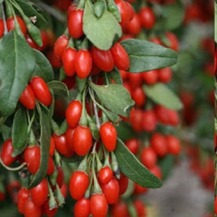 نهال گوجی بری چینی - افرا نهال