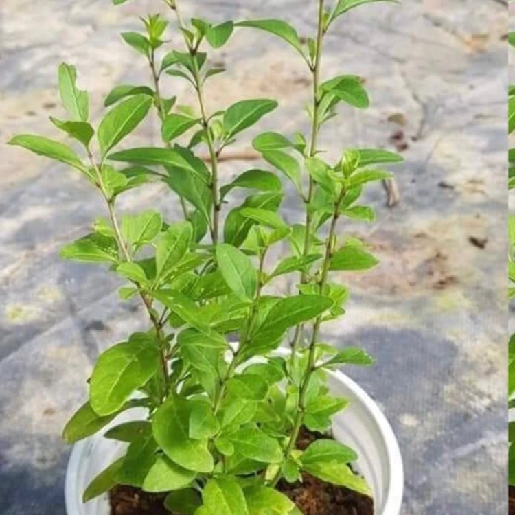 نهال گوجی بری چینی - افرا نهال