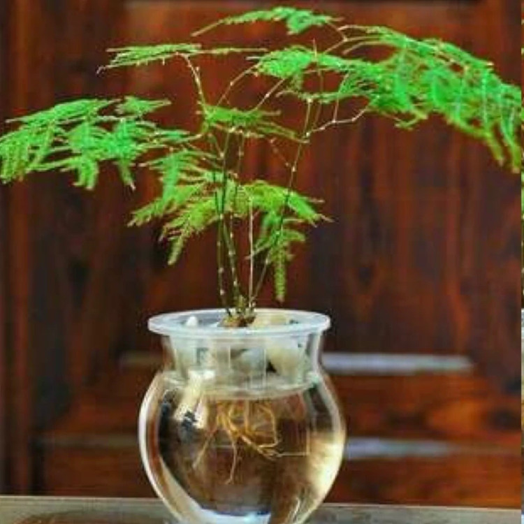 نهال گل ابری - افرا نهال