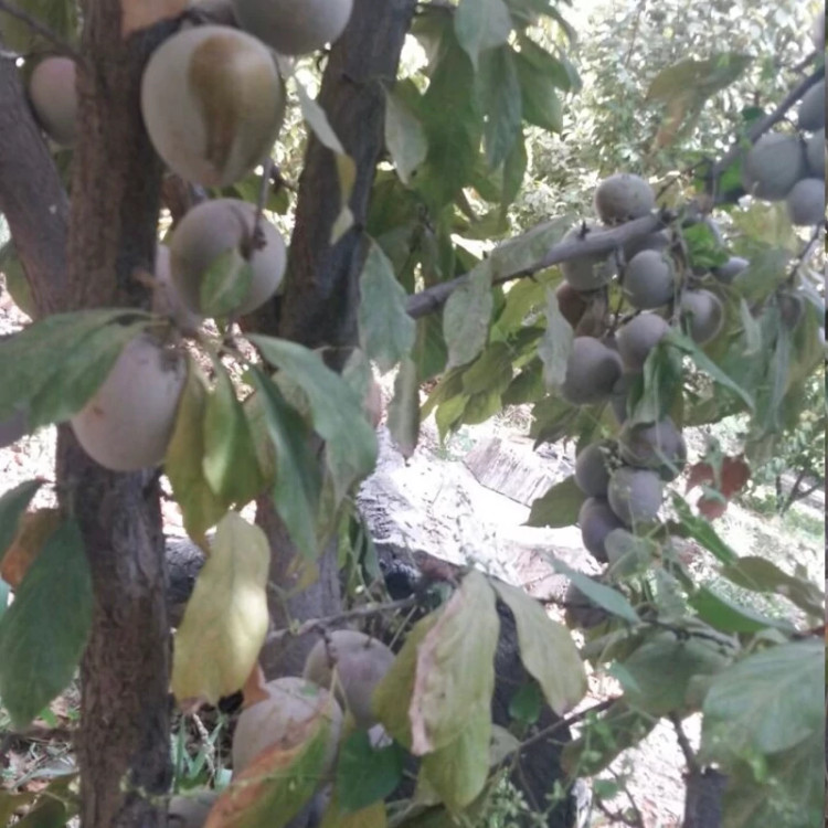 نهال آلو خاکی - افرا نهال