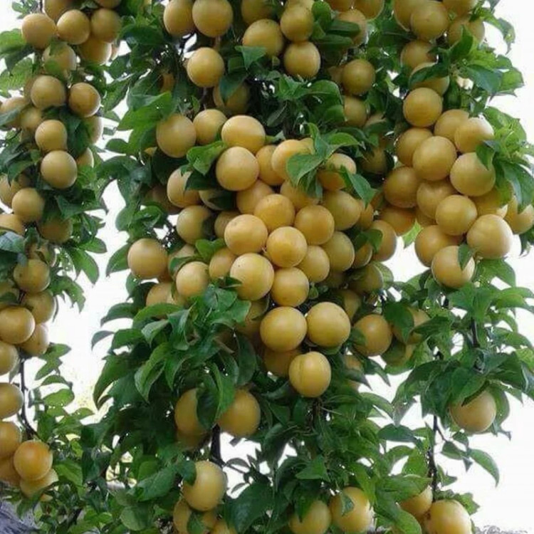 نهال آلو گلدن - افرا نهال