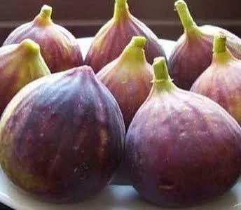 نهال انجیر یزدی - افرا نهال