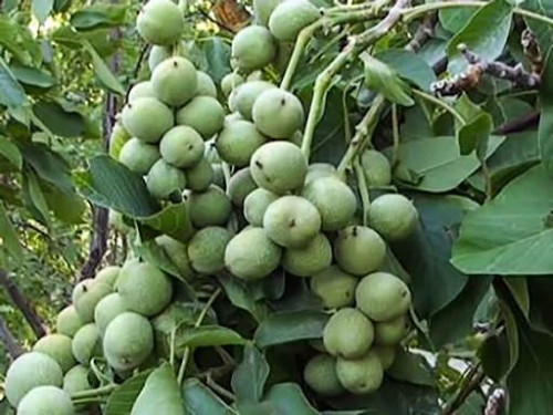 نهال گردو چندلر 5 ساله سایز بزرگ - افرا نهال