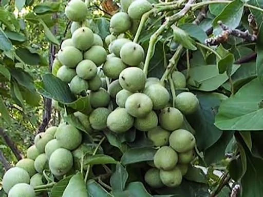 نهال گردو چندلر 5 ساله سایز بزرگ - افرا نهال