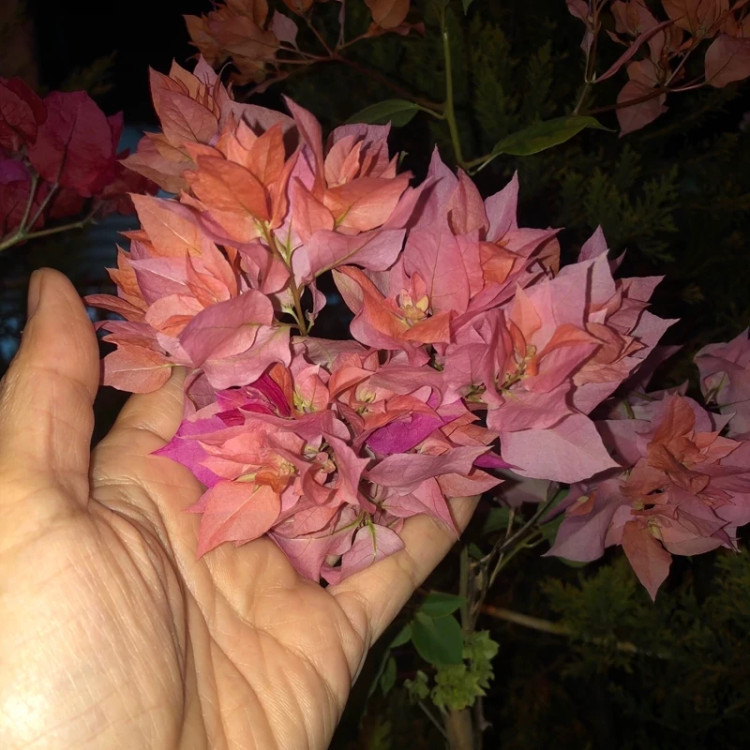 نهال گل کاغذی نارنجی پرپر - افرا نهال