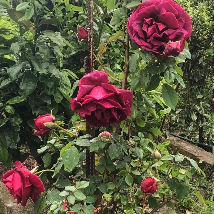 نهال رز سلطنتی - افرا نهال