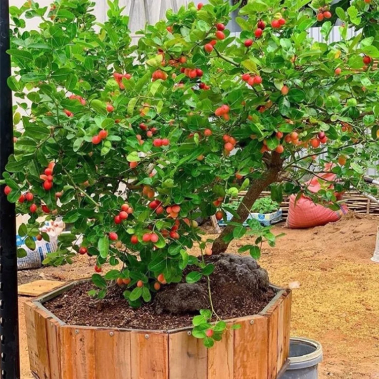 نهال آلو گرمسیری - افرا نهال